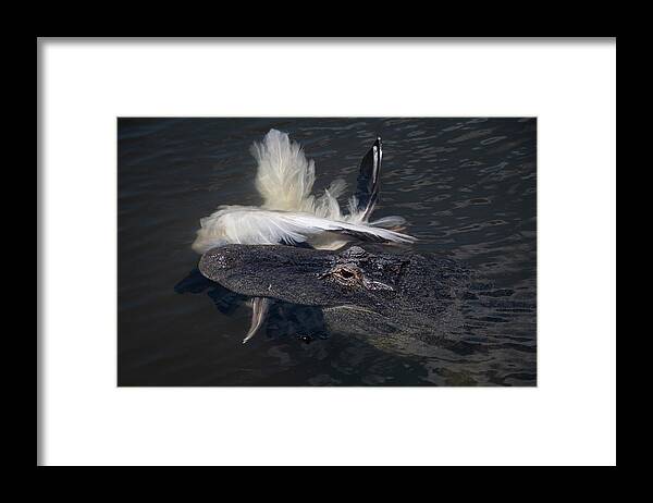 Alligator Framed Print featuring the photograph Alligator Eating Bird by Carolyn Hutchins