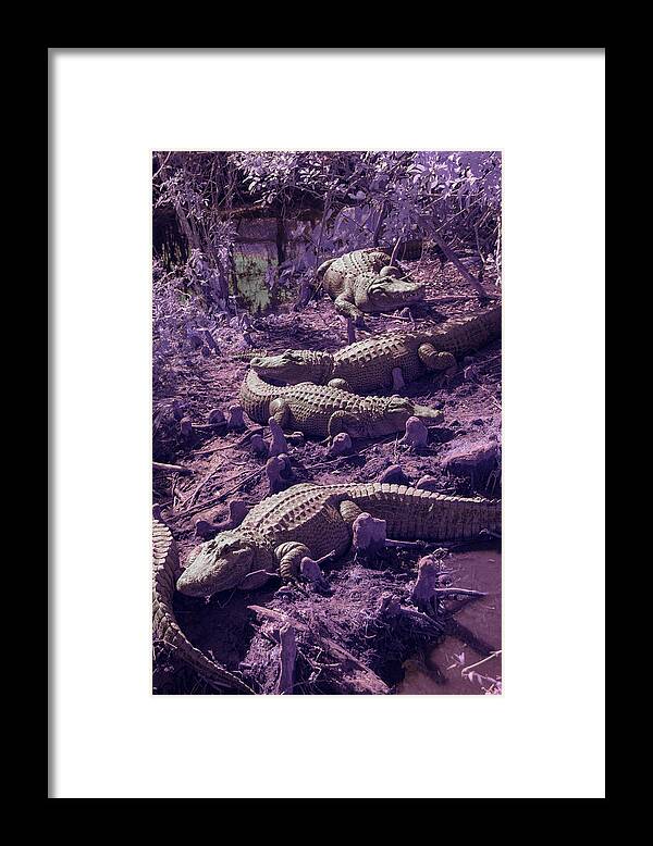 Alligator Framed Print featuring the photograph Alligators by Carolyn Hutchins