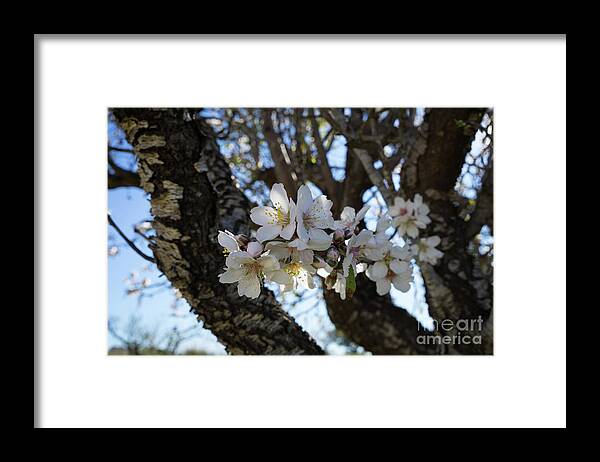 Almond Blossom Framed Print featuring the photograph White flowers in the penumbra of the almond tree by Adriana Mueller