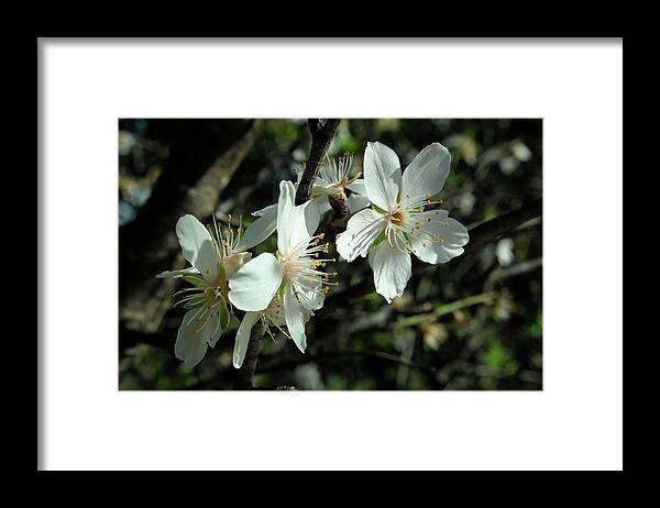 Algarve Framed Print featuring the photograph Almond Flowers Blossoms of Spring by Angelo DeVal