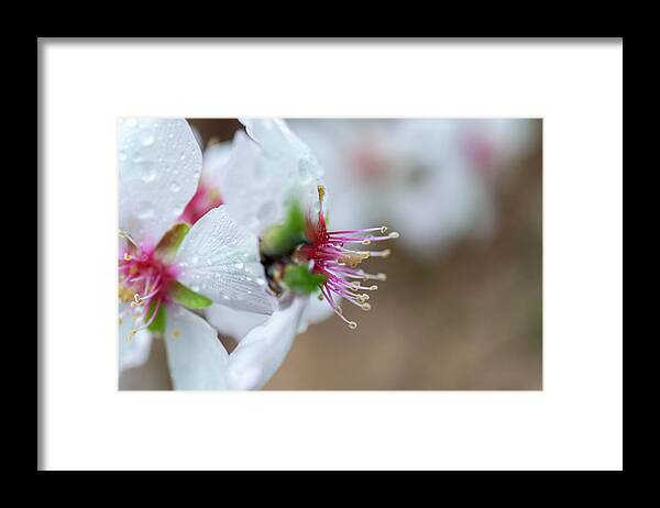Almonds Framed Print featuring the photograph Almonds in bloom by Dubi Roman