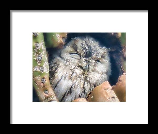 Icon Framed Print featuring the photograph Almost Asleep by Judy Kennedy