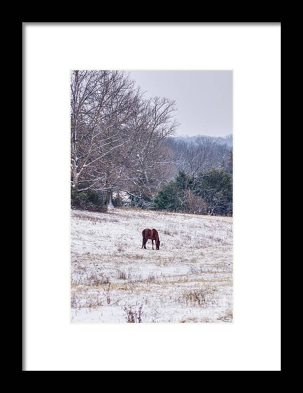 Horse Framed Print featuring the photograph Alone In The Snow by Jennifer White