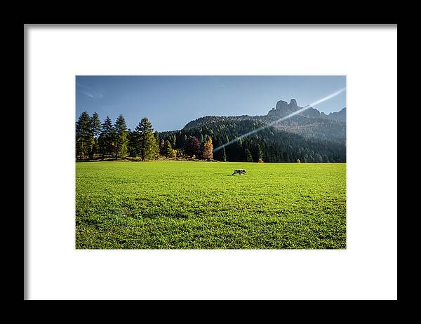 Carezza Framed Print featuring the photograph Alpine dog #2 by Alberto Zanoni