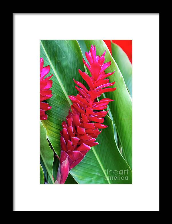 Red Ginger Framed Print featuring the photograph Alpinia purpurata or red ginger by Lyl Dil Creations