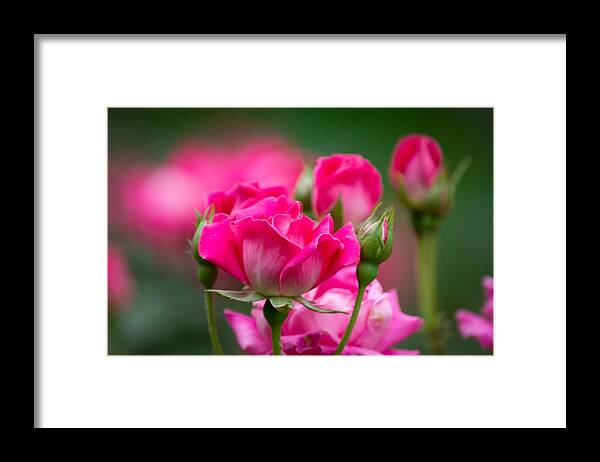 Pink Framed Print featuring the photograph Always Comes Back to Pink by Linda Bonaccorsi