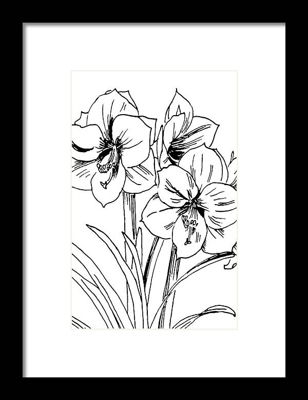 Amaryllis Framed Print featuring the drawing Amaryllis 4 by Masha Batkova