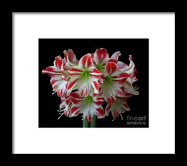 Flowers Framed Print featuring the photograph Amaryllis 'Ambiance' by Ann Jacobson