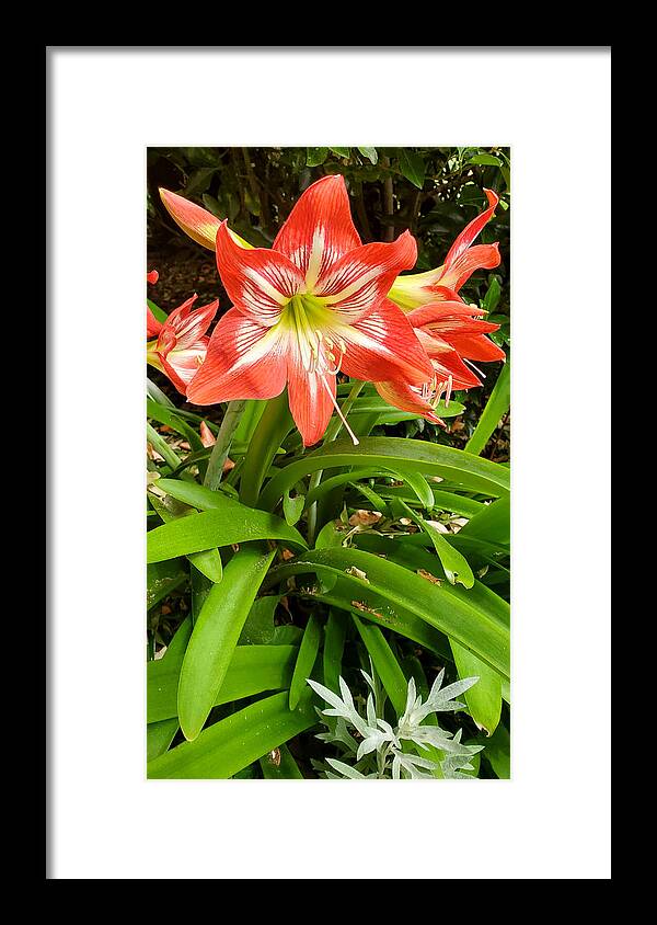 Amaryllis Minerva Framed Print featuring the photograph Amaryllis Minerva Blooms by Kenny Glover