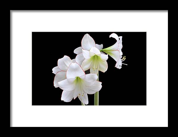 Amaryllis Framed Print featuring the photograph Amaryllis Picotee by Terence Davis