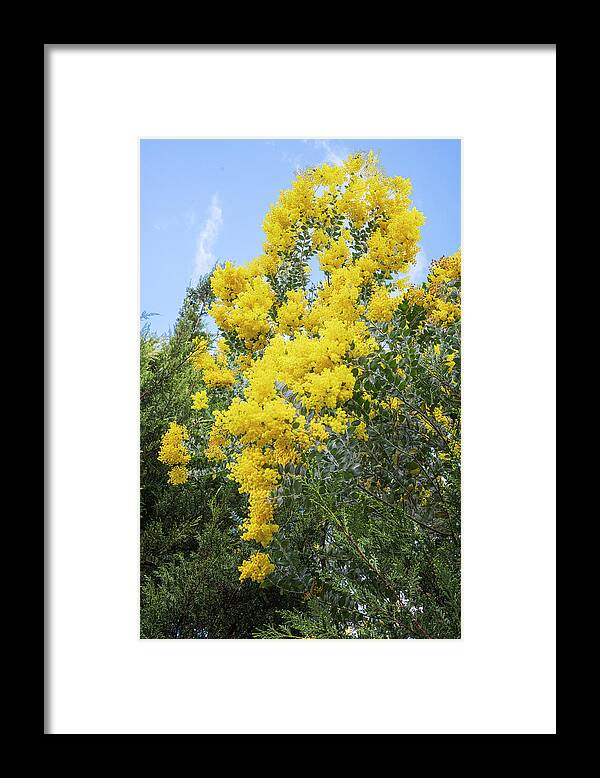 Flowers Framed Print featuring the photograph Amazing Acacias by Jay Heifetz