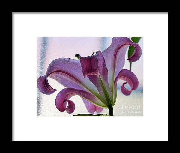 Backlit Flower Framed Print featuring the photograph Amazing Grace by Rosanne Licciardi