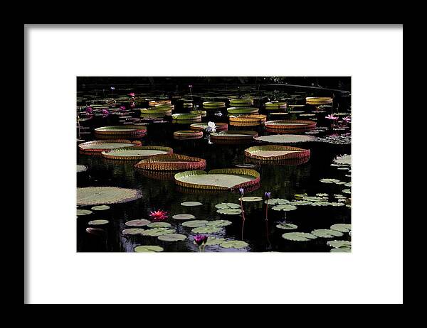 Amazon Water-lily Framed Print featuring the photograph Amazon Water Lily by Mingming Jiang