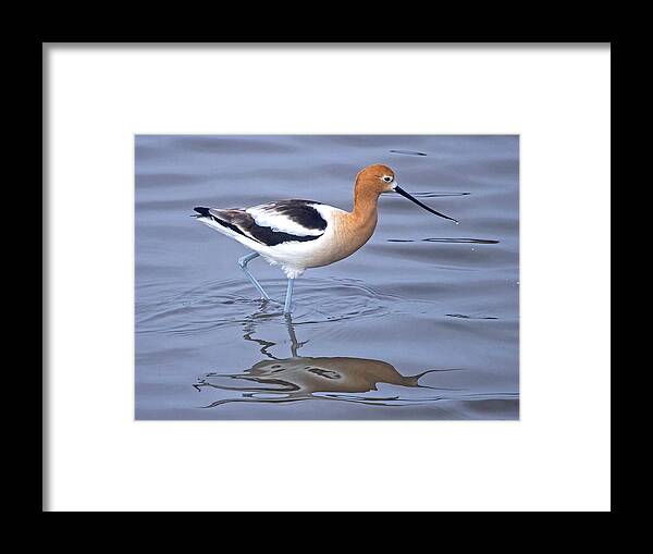 Framed Print featuring the photograph American Avocets #1 by Carla Brennan