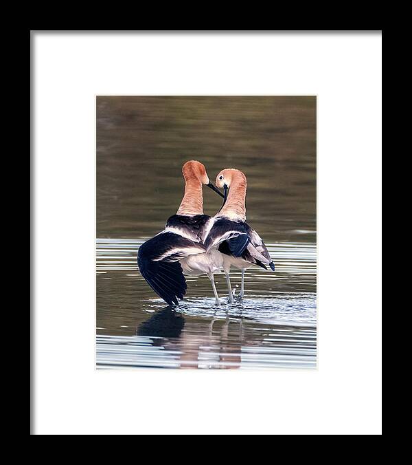 American Avocets Framed Print featuring the photograph American Avocets 1653-041221-2 by Tam Ryan
