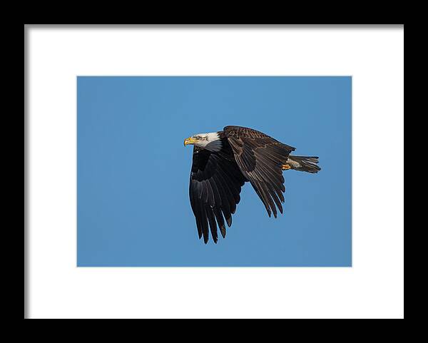 Raptor Framed Print featuring the photograph American Bald Eagle 1 by Rick Mosher