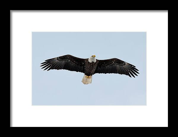 Hastings-on-hudson Framed Print featuring the photograph American Bald Eagle by Kevin Suttlehan