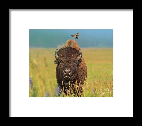 00562644 Framed Print featuring the photograph American Bison and Cowbird by Tim Fitzharris