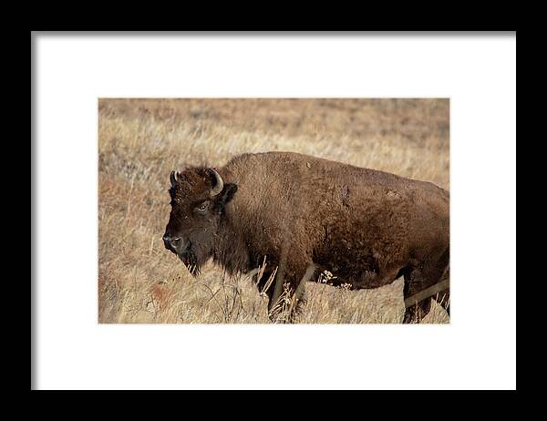 American Bison Framed Print featuring the photograph American Bison South Dakota by Kyle Hanson