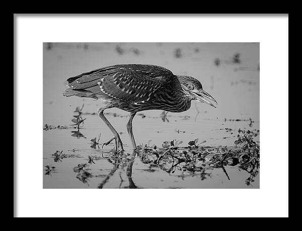 Full Length Framed Print featuring the photograph American Bittern Fishing by Mike Fusaro