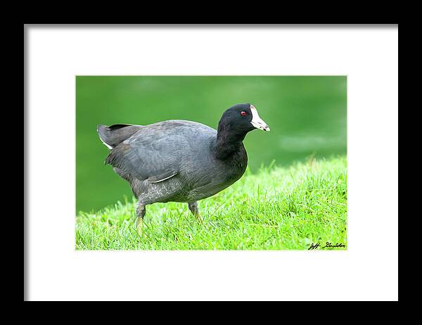 Adult Framed Print featuring the photograph American Coot Grazing in the Grass by Jeff Goulden