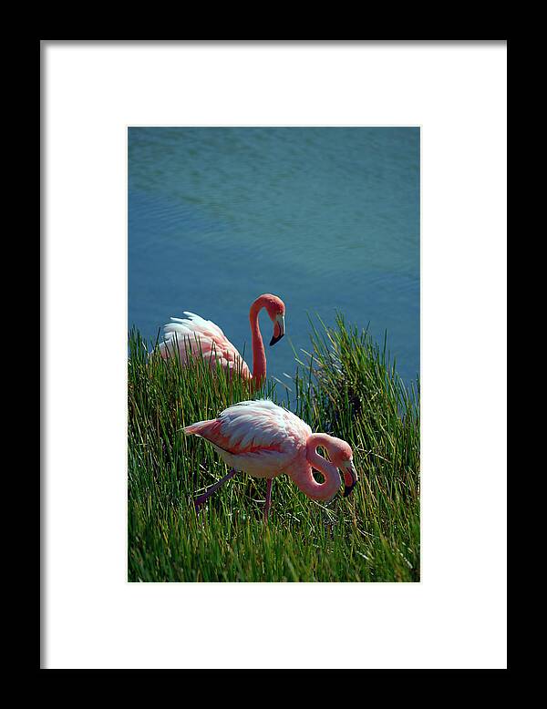 Republic Of Ecuador Framed Print featuring the photograph American Flamingo, Phoenicopterus ruber, Punta Moreno, Isabela Island, Galapagos Islands, Ecuador by Kevin Oke