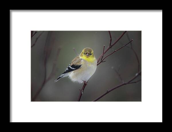 Bird Framed Print featuring the photograph American Goldfinch In Winter Plumage by David Downs