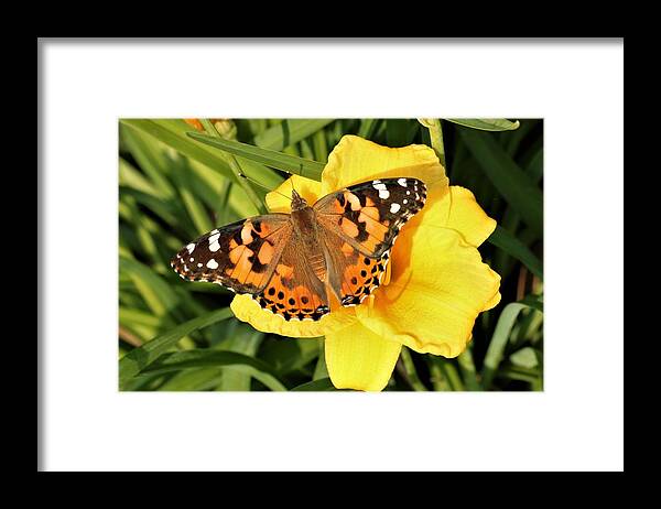 Nature Framed Print featuring the photograph American Lady on Stella de Oro by Sheila Brown