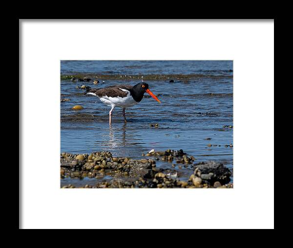 Shore Framed Print featuring the photograph American Oystercatcher by Cathy Kovarik