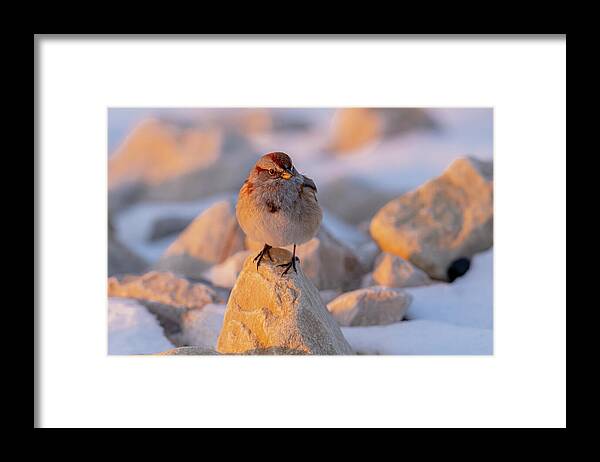 American Tree Sparrow At Sunrise Framed Print featuring the photograph American Tree Sparrow At Sunrise by Morris Finkelstein