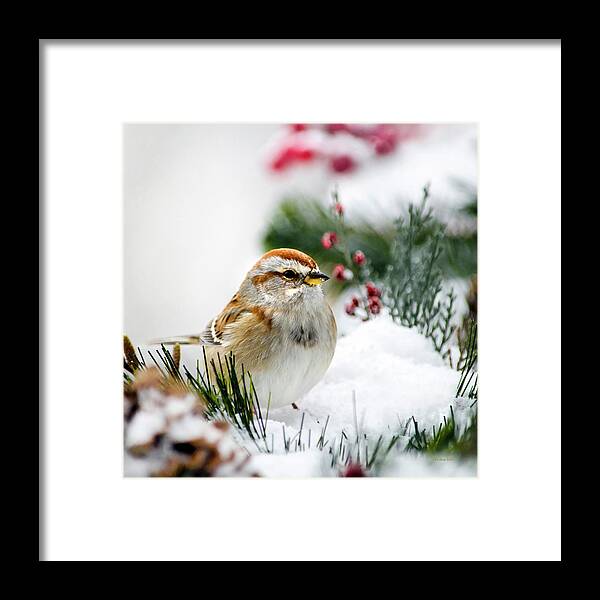 Bird Framed Print featuring the photograph American Tree Sparrow Bird In Snow by Christina Rollo