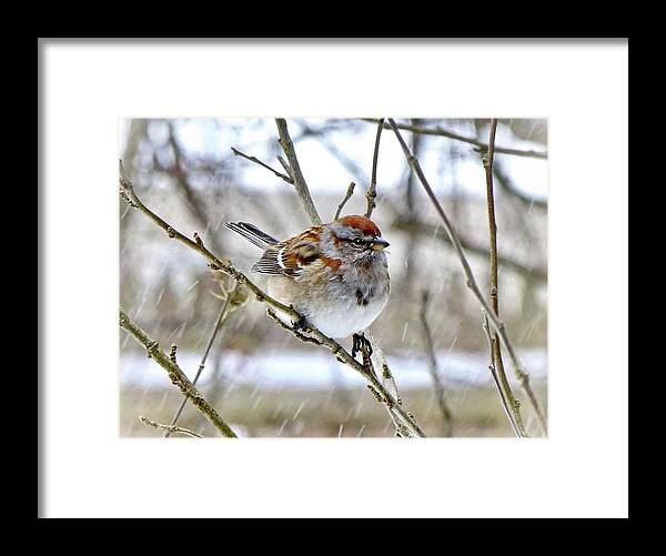 American Tree Sparrow Framed Print featuring the photograph American Tree Sparrow in Snowfall by Lyuba Filatova