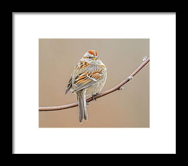 American Tree Sparrow In Winter #2 Framed Print featuring the photograph American Tree Sparrow In Winter #2 by Morris Finkelstein