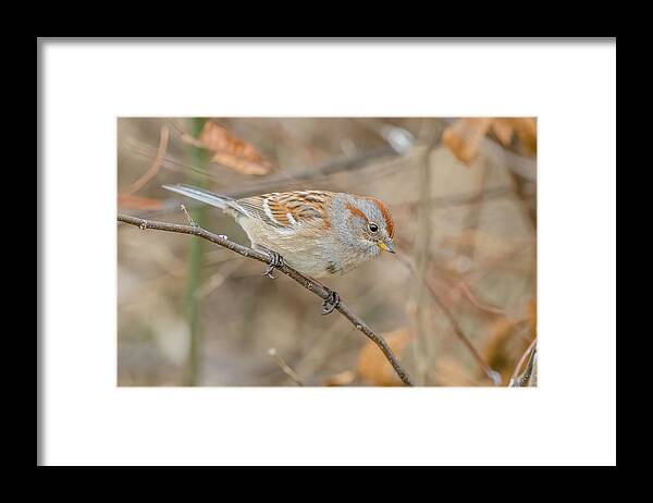 American Tree Sparrow In Winter Framed Print featuring the photograph American Tree Sparrow In Winter by Morris Finkelstein