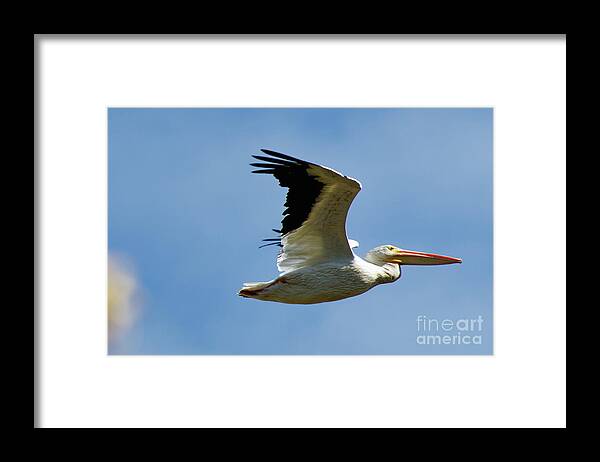 American White Pelican Framed Print featuring the photograph American White Pelican Flight by Natural Focal Point Photography