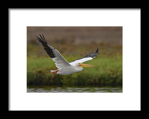 White Pelican Framed Print featuring the photograph American White Pelican in Flight - San Francisco South Bay by Amazing Action Photo Video