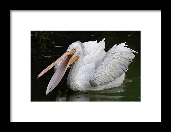 American Framed Print featuring the photograph American White Pelican With Open Beak by Artur Bogacki