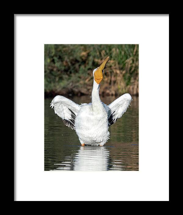 American White Pelicans Framed Print featuring the photograph American White Pelicans 7144-120420-3 by Tam Ryan