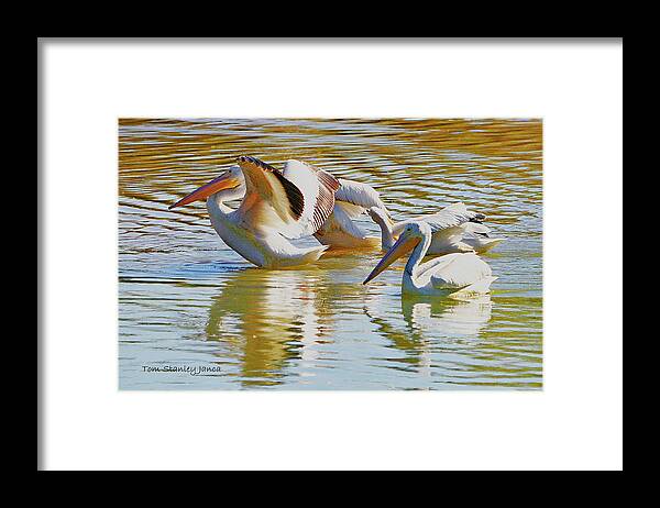American White Pelicans Framed Print featuring the digital art American White Pelicans by Tom Janca