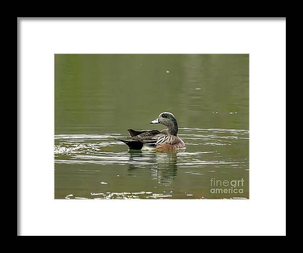 American Wigeon Framed Print featuring the photograph American Wigeon by Kerri Farley