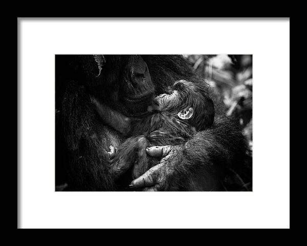 Gorilla Framed Print featuring the photograph Amour Maternelle by Kate Malone
