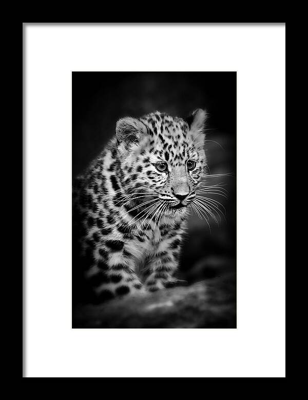 Amur Framed Print featuring the photograph Amur Leopard Cub - B/W by Chris Boulton