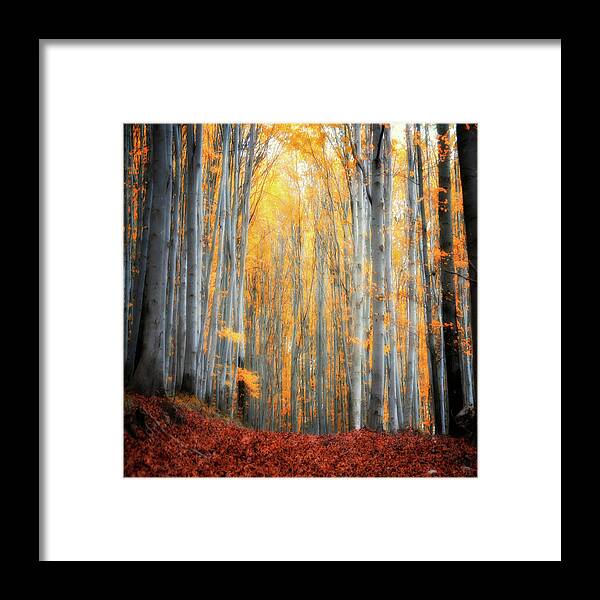 Autumn Framed Print featuring the photograph An Autumn in the Forest by Philippe Sainte-Laudy