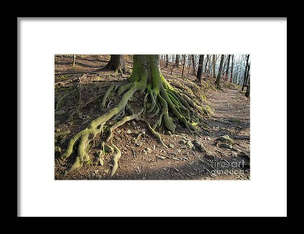 Trees Framed Print featuring the photograph An old tree. Rooted in the earth 2 by Adriana Mueller