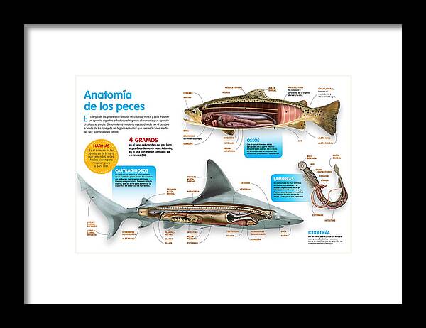 Ciencia Framed Print featuring the digital art Anatomia de los peces by Album