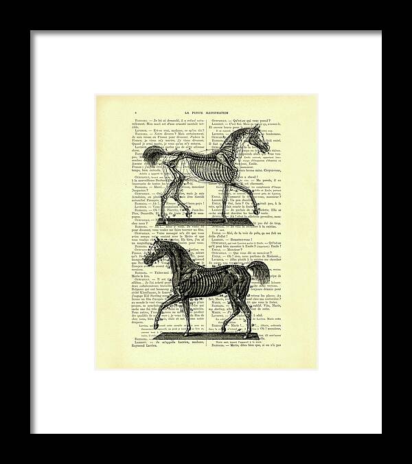 Horse Framed Print featuring the mixed media Anatomical Horses by Madame Memento