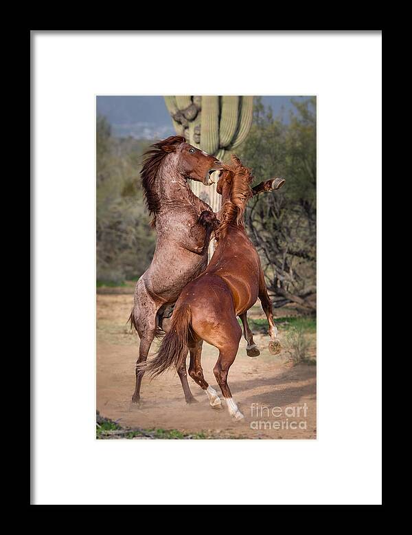 Mustang Framed Print featuring the photograph Ancient Art of Sparring by Lisa Manifold