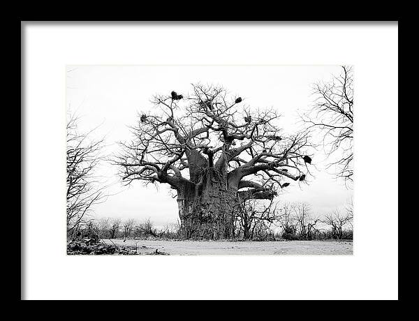 Art Framed Print featuring the photograph Ancient Baobab by Mia Badenhorst