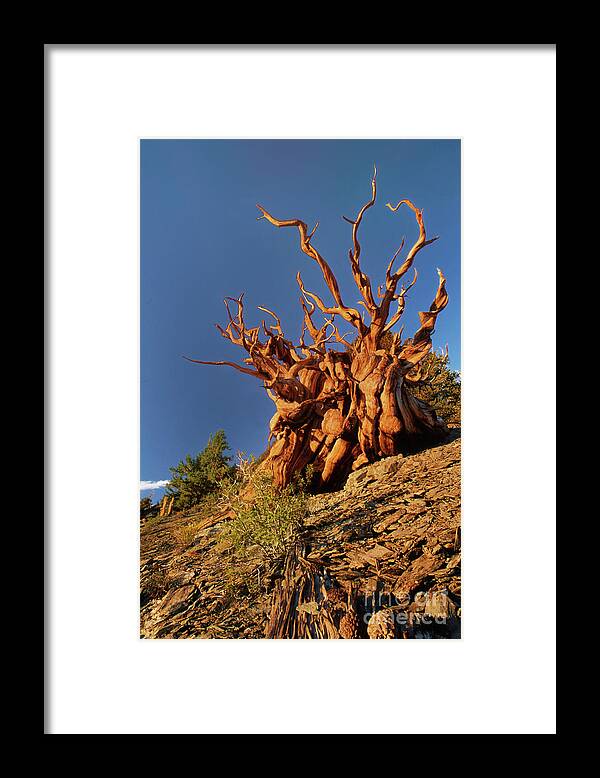 Dave Welling Framed Print featuring the photograph Ancient Bristlecone Pine White Mountains California by Dave Welling