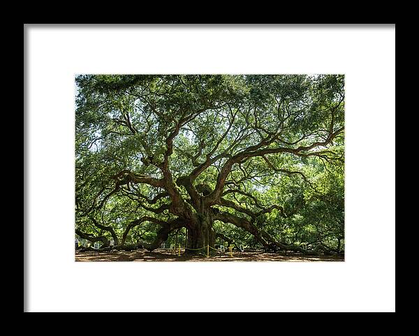 Landscape Framed Print featuring the photograph Angel Oak by Chris Berrier